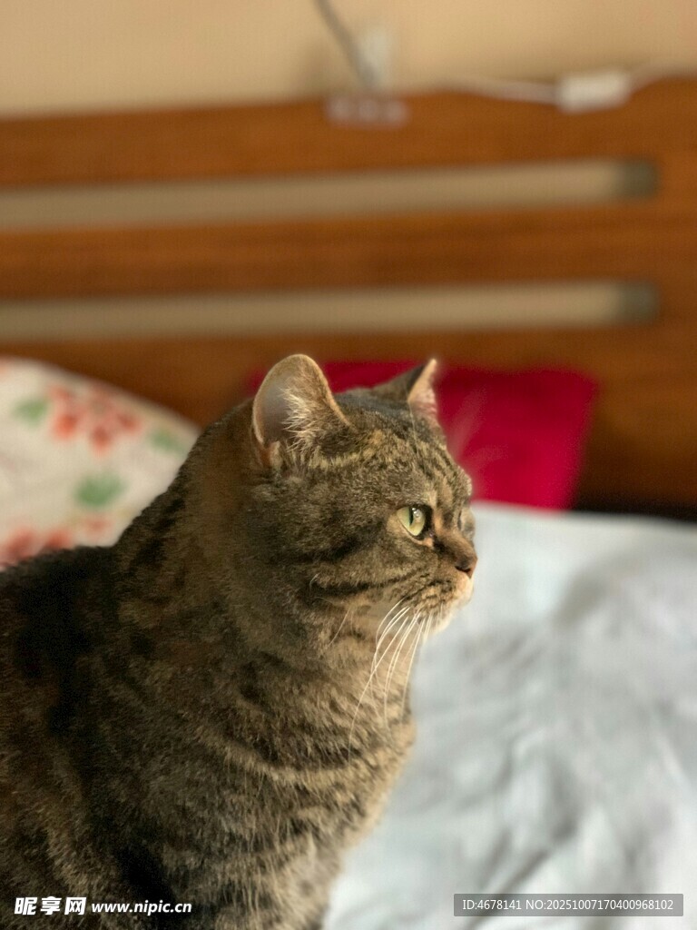 床上的可爱斑纹猫咪