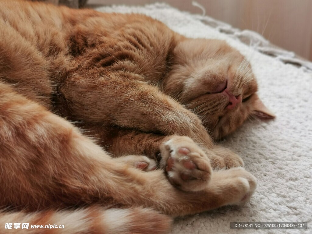 橘猫蜷卧在柔软毯子上