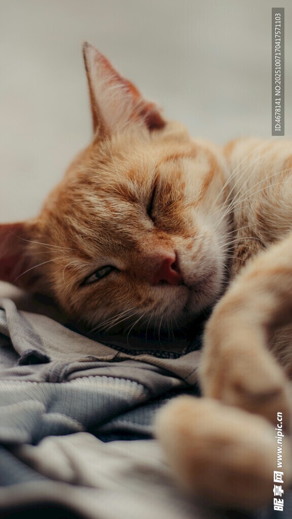 酣睡的橘猫