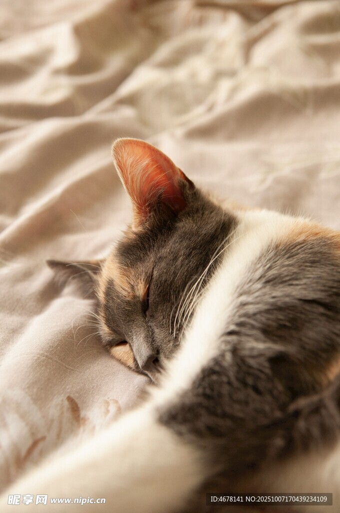 酣睡中的三色猫咪
