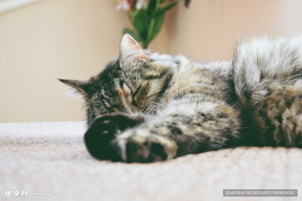 酣睡的猫咪