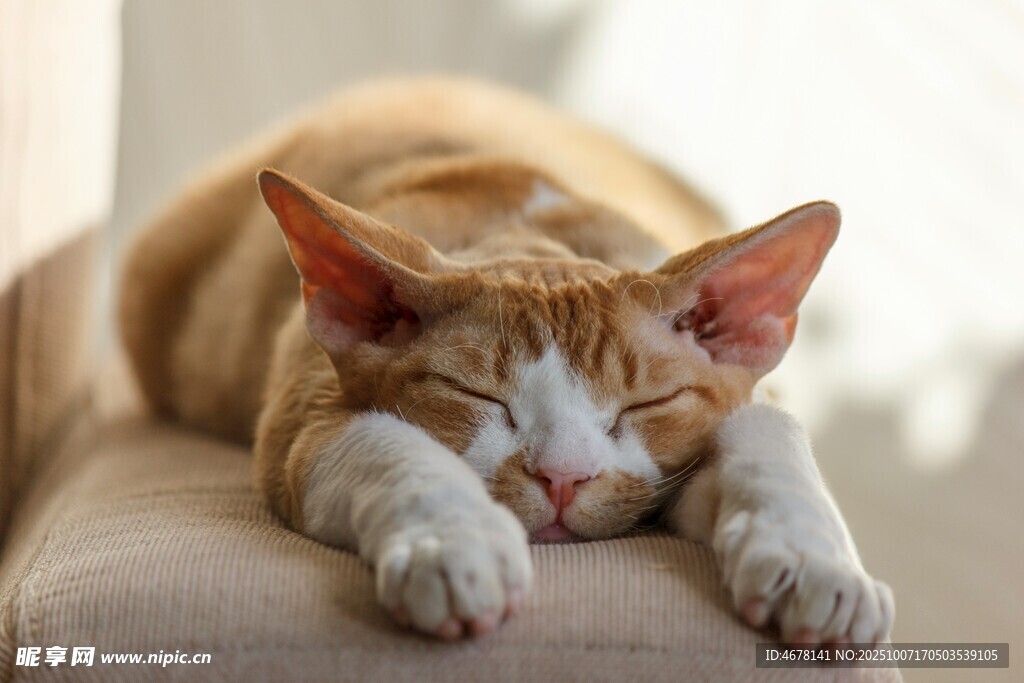 橘猫惬意躺卧沙发小憩