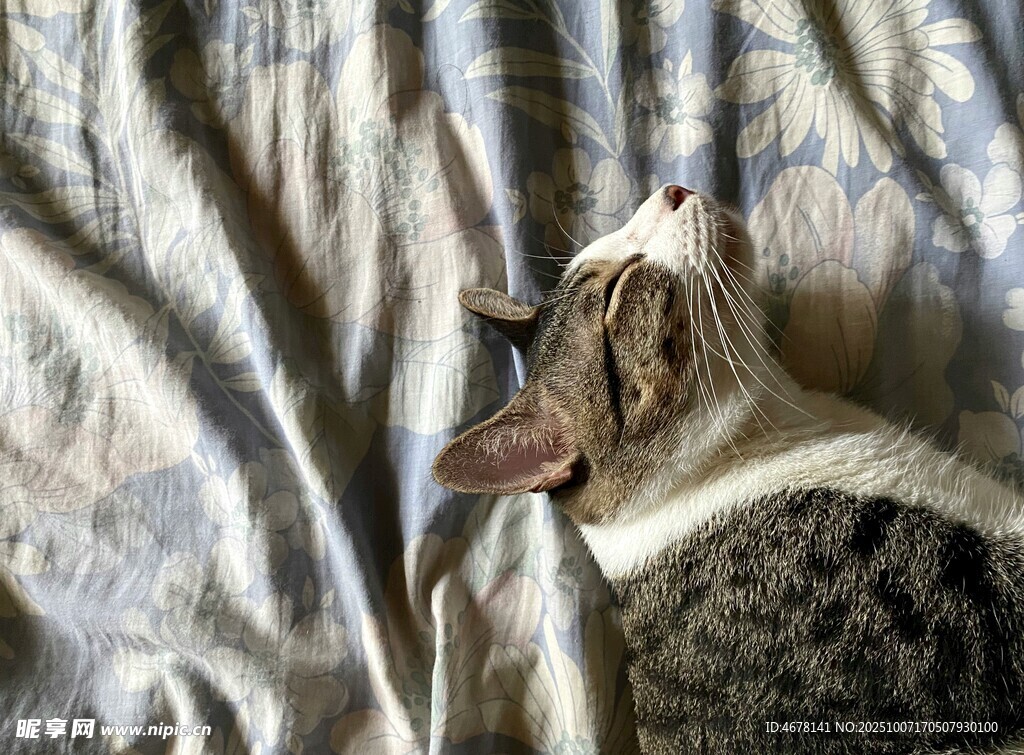 被窝里的猫咪