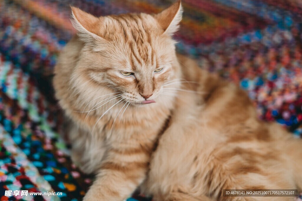 橘猫惬意躺卧彩色织物上