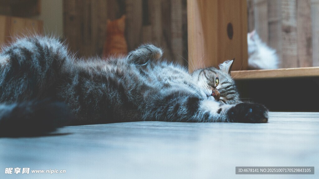 慵懒猫咪惬意躺卧