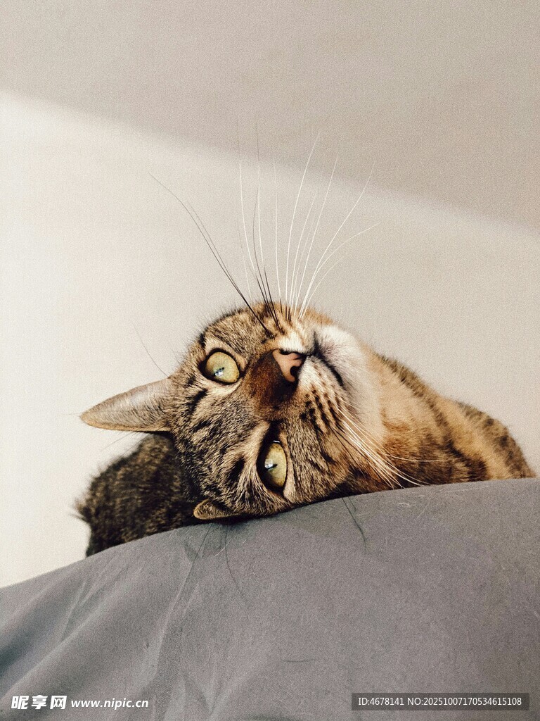 慵懒猫咪惬意躺卧