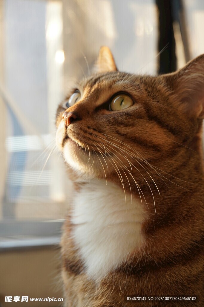 窗边仰望的条纹猫咪