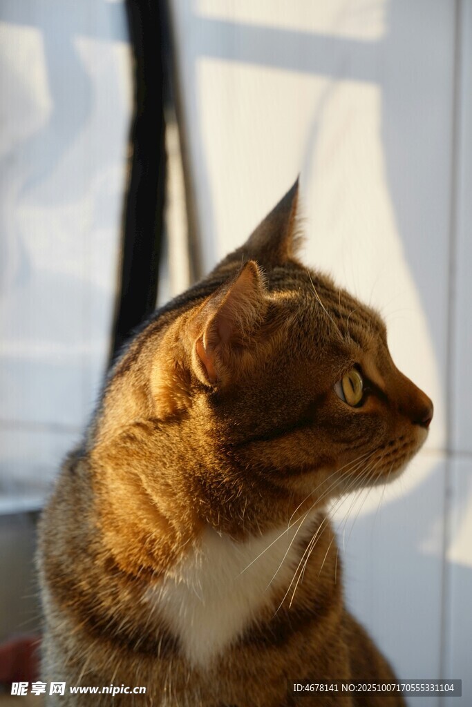 窗边侧头的可爱猫咪