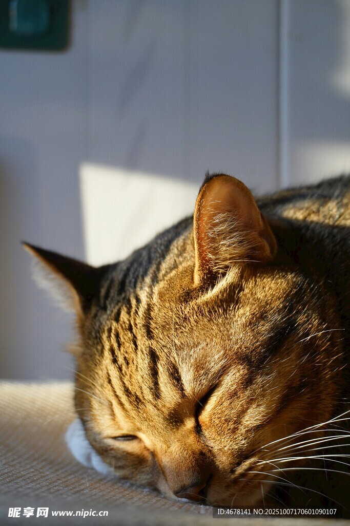 阳光下熟睡的斑纹猫咪