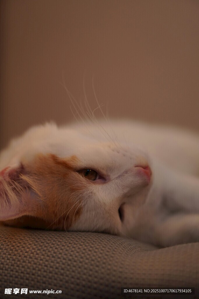 慵懒小猫惬意躺卧
