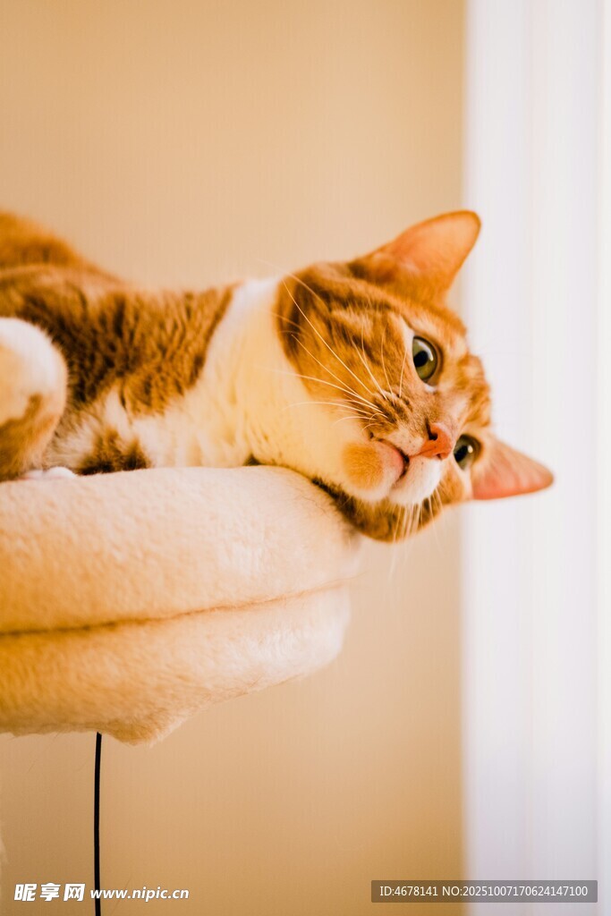 俏皮猫咪趴猫架