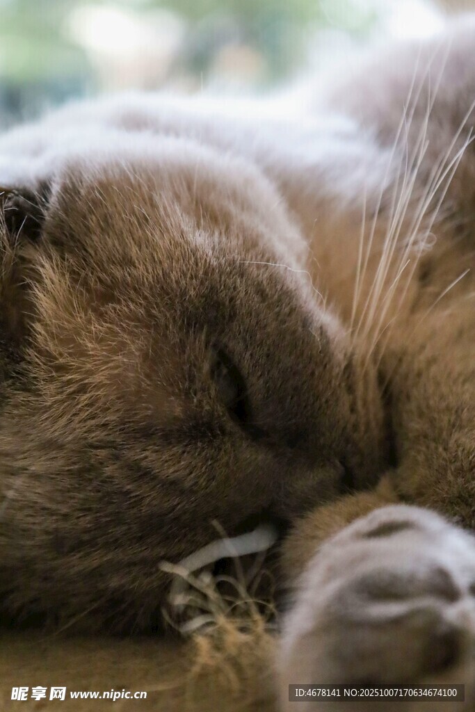 熟睡的猫咪
