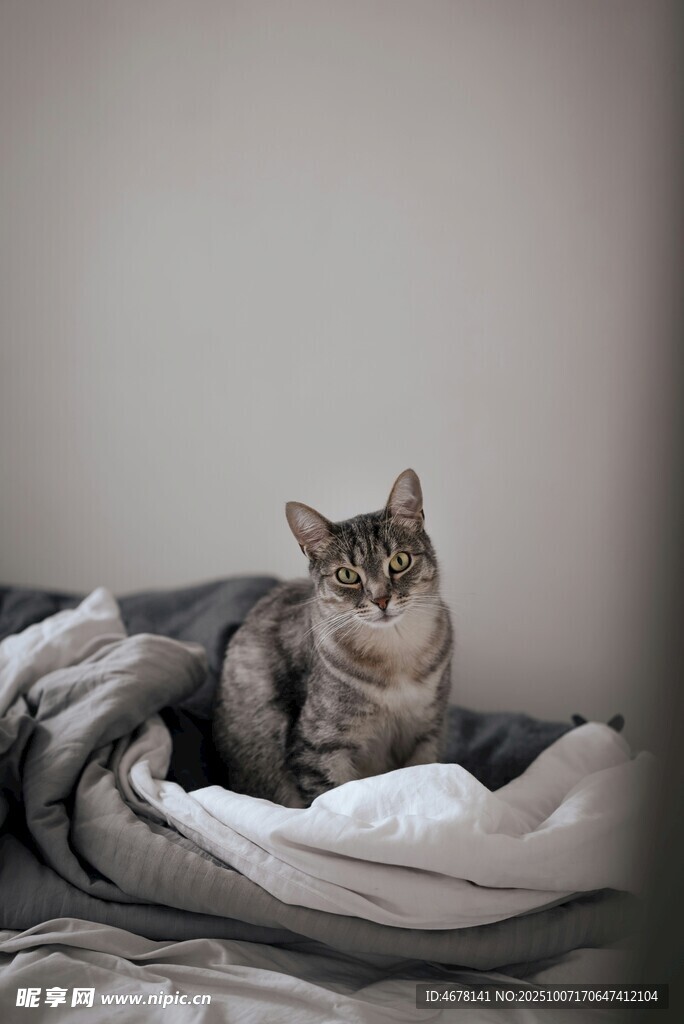 慵懒猫咪窝在柔软被褥中