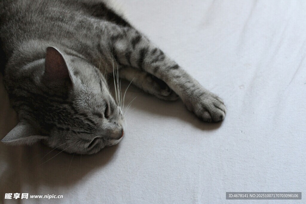 酣睡的灰猫