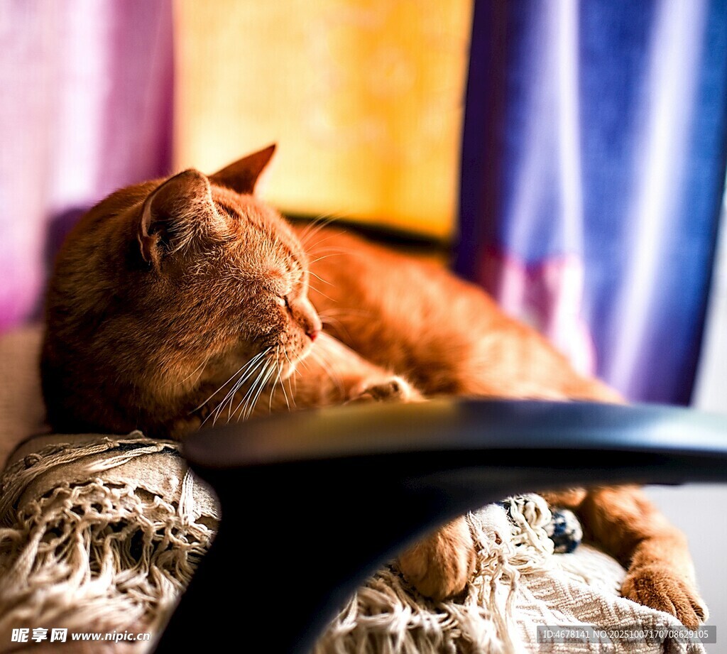 橘猫慵懒躺卧温馨场景