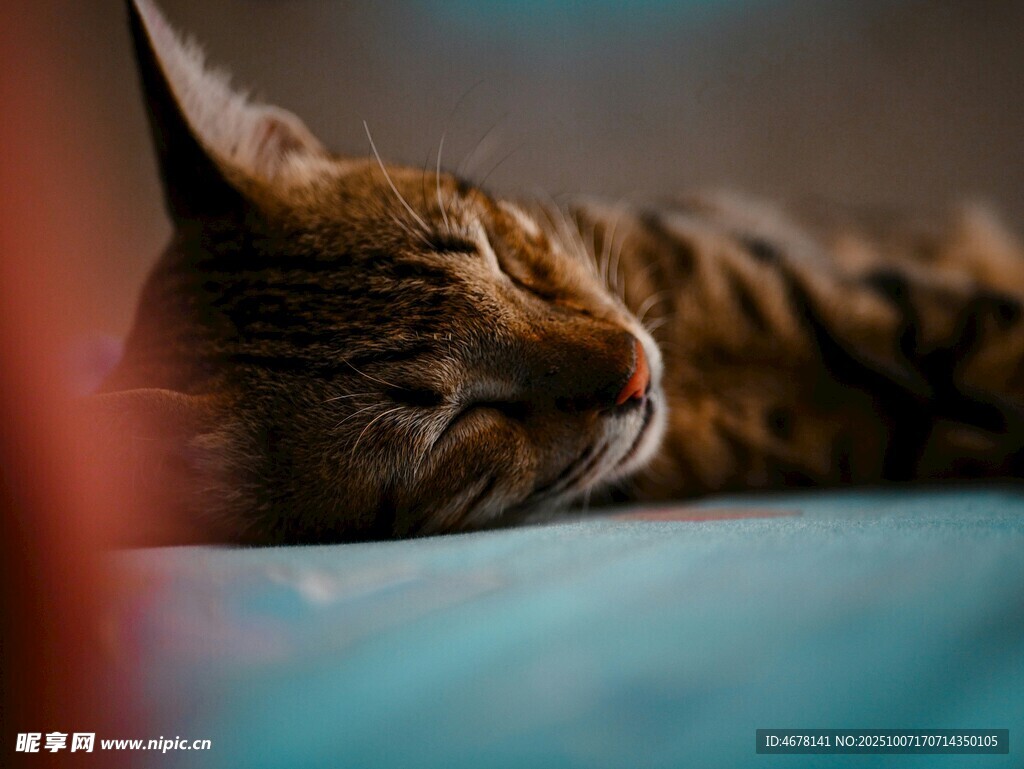 熟睡的条纹猫咪