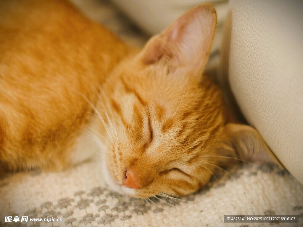 橘猫惬意入眠