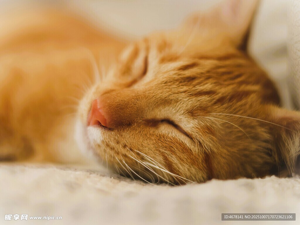 橘猫惬意入眠