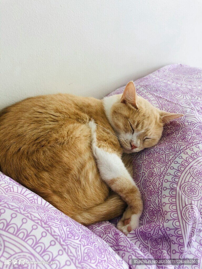 橘猫蜷卧在紫色花纹枕上
