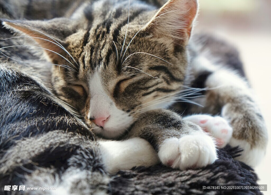 酣睡的条纹猫咪