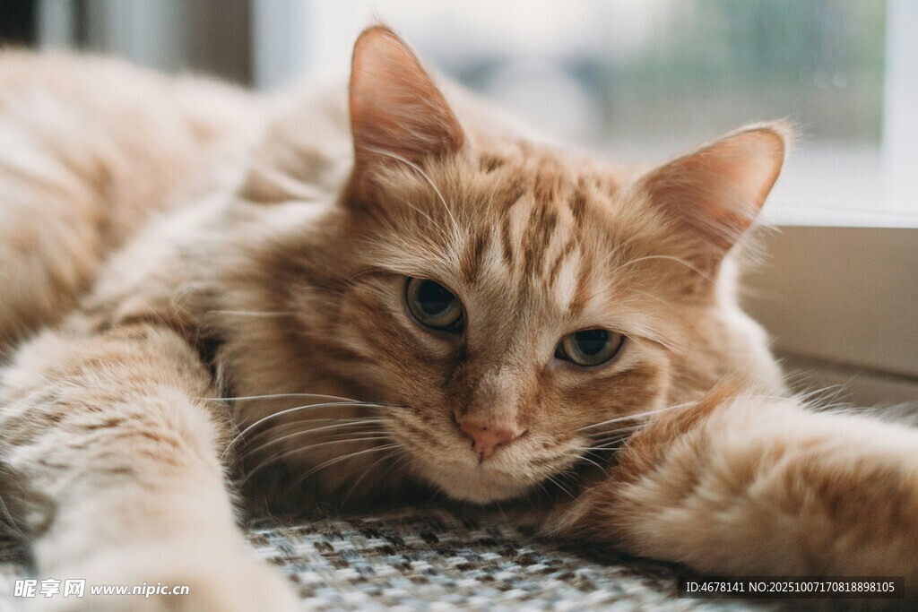 慵懒橘猫惬意趴卧