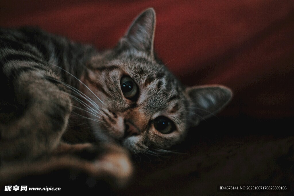慵懒猫咪惬意躺卧