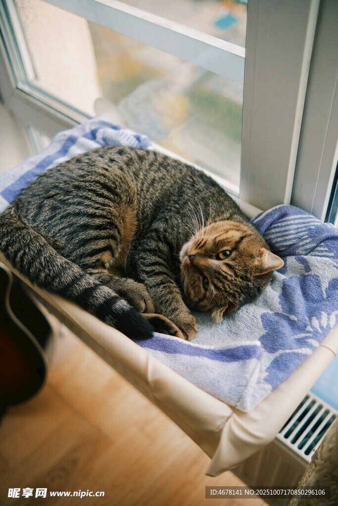 酣睡的条纹猫咪