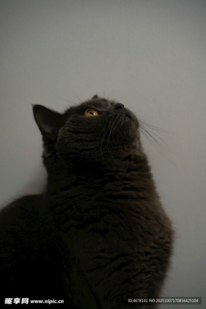 仰头的猫咪