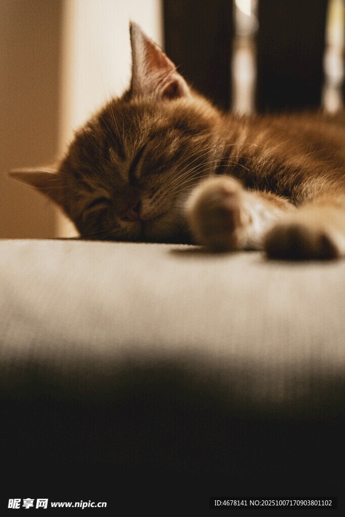 酣睡的橘猫