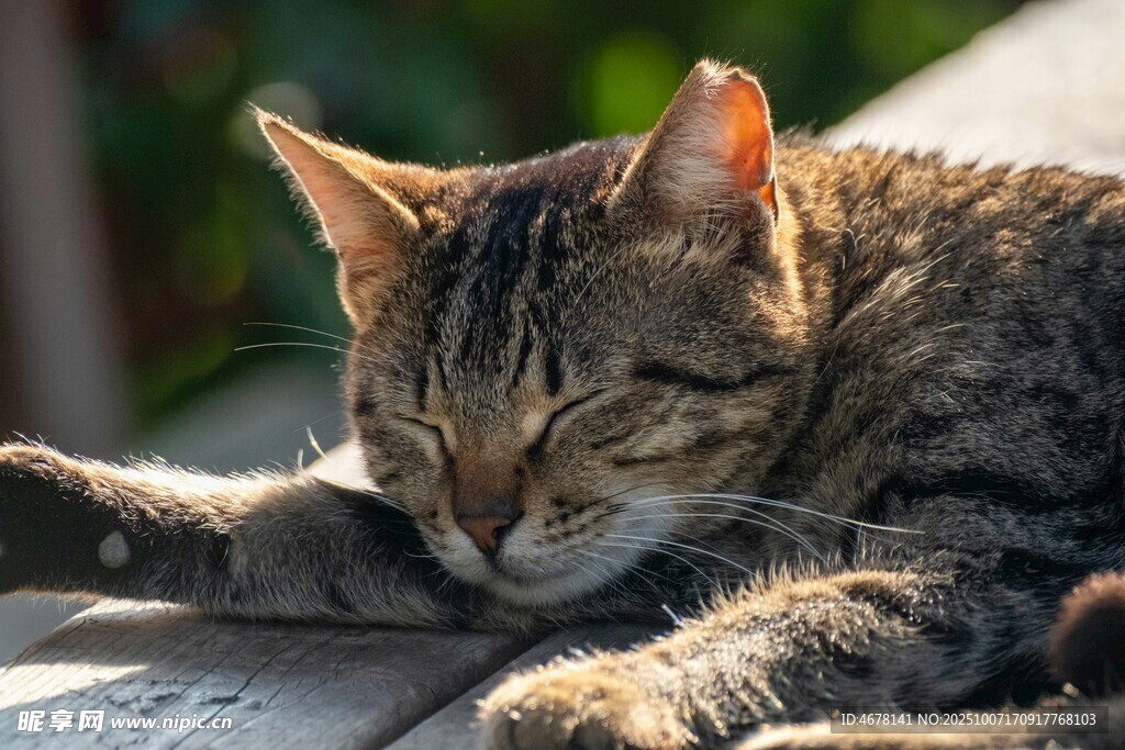 阳光下小憩的斑纹猫咪