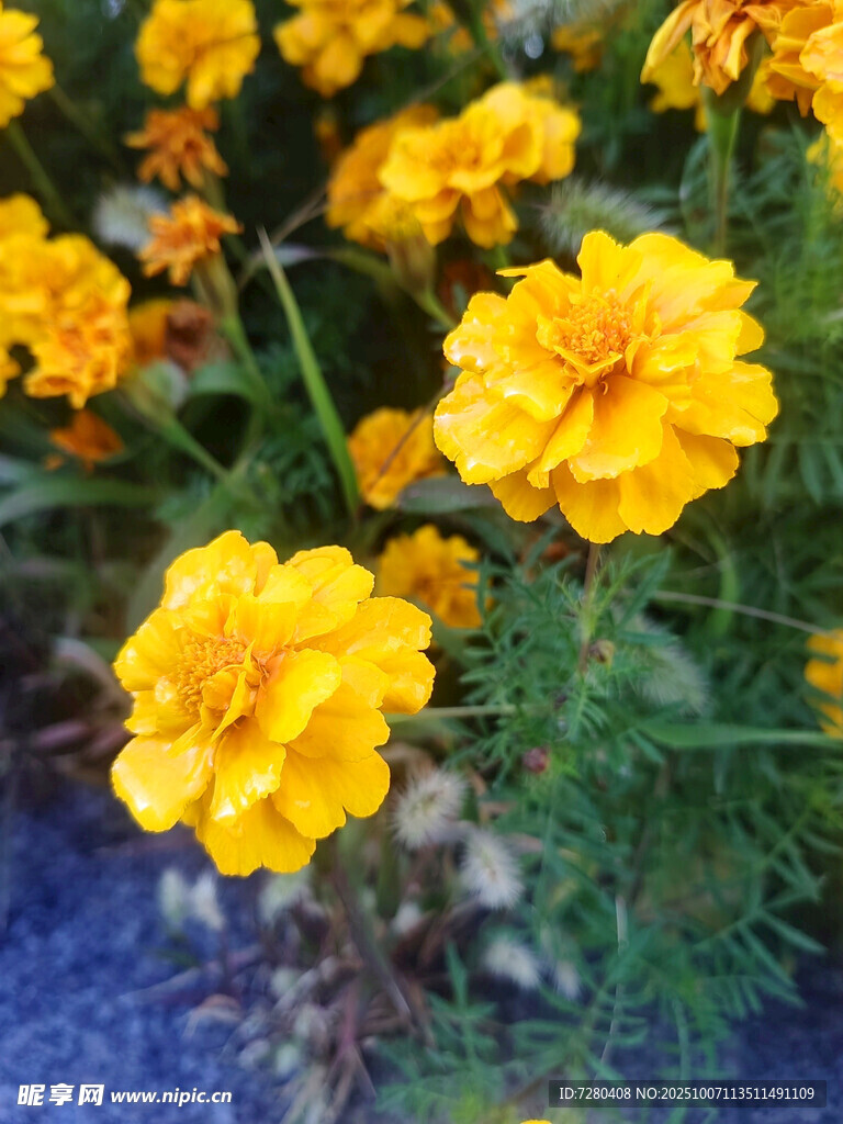 绽放的黄色万寿菊花朵