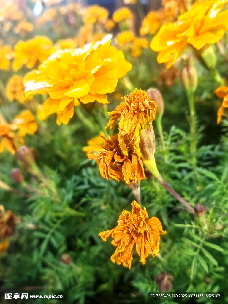 盛开的黄色万寿菊花卉
