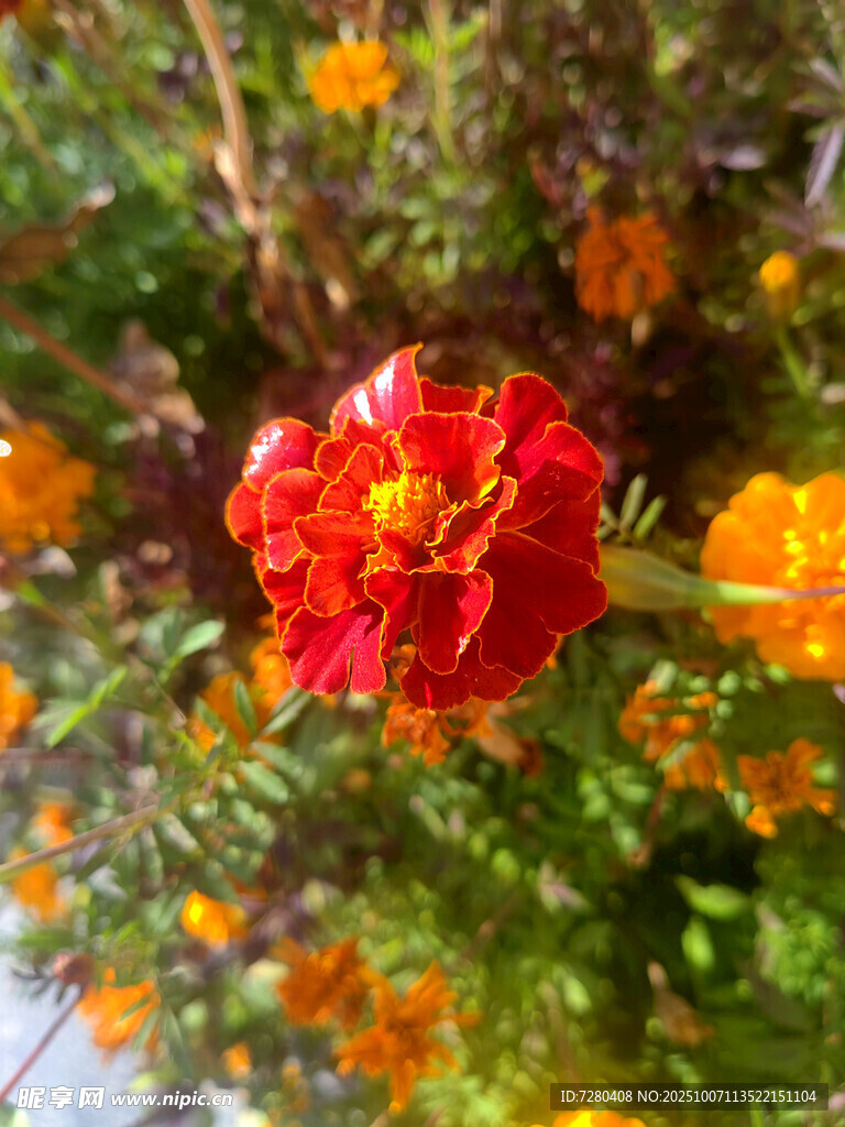鲜艳红花朵绽于花丛中