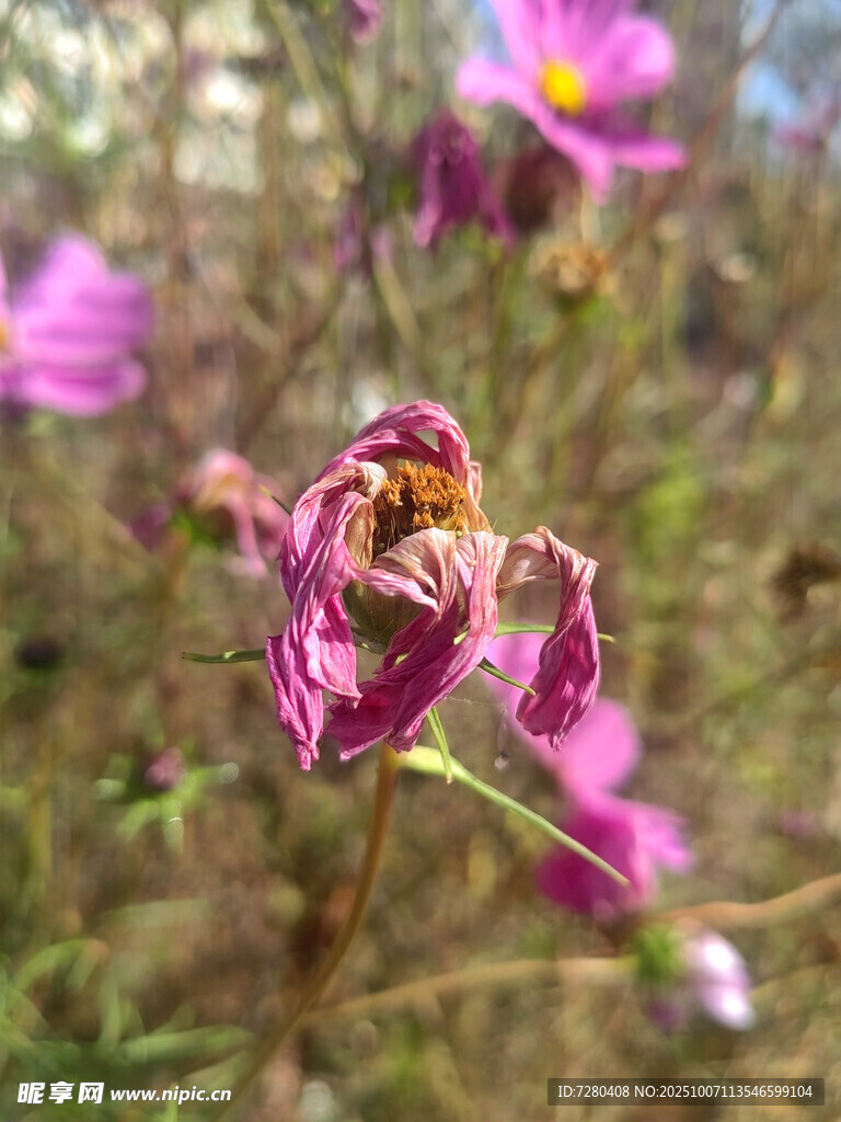 枯萎的粉色花朵特写