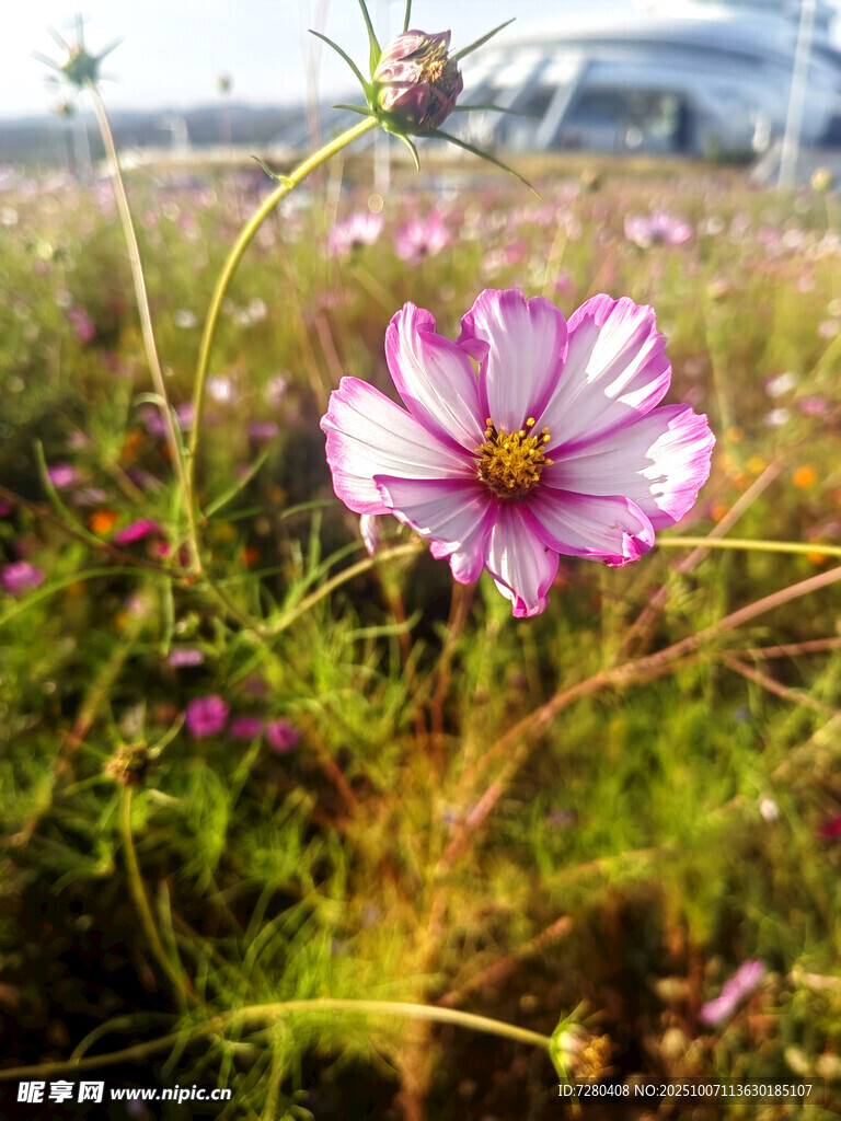 田野中的美丽格桑花