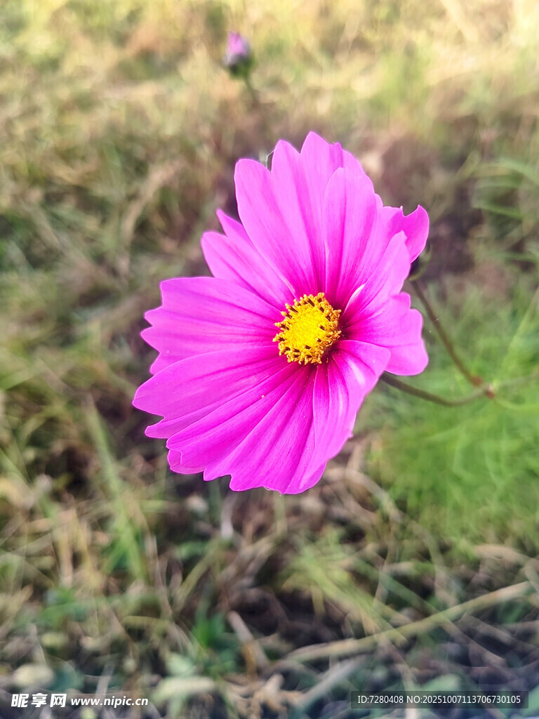 娇艳粉色格桑花绽放