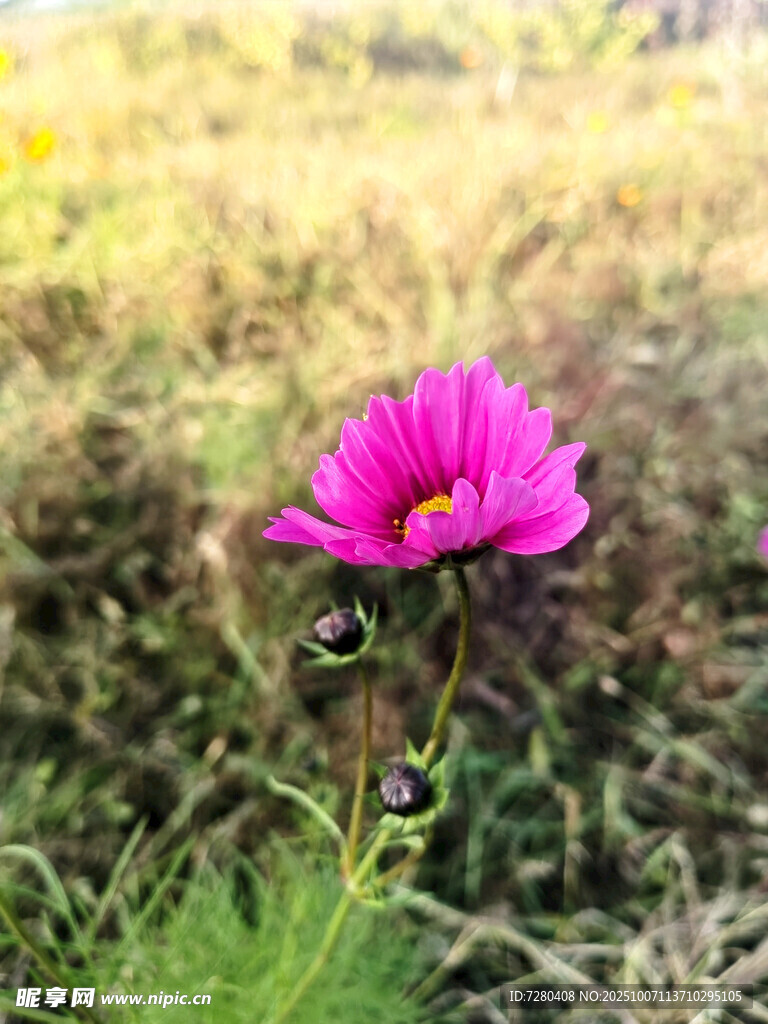 田野中的艳丽粉色格桑花