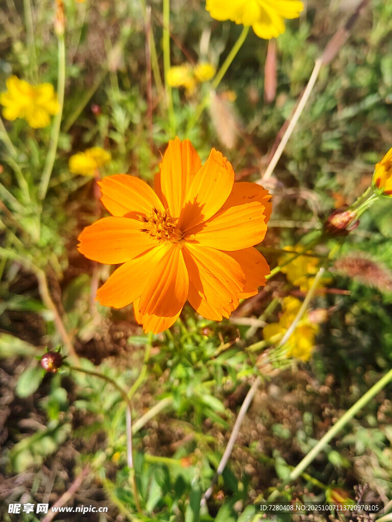 橙色小花绽放于草丛间