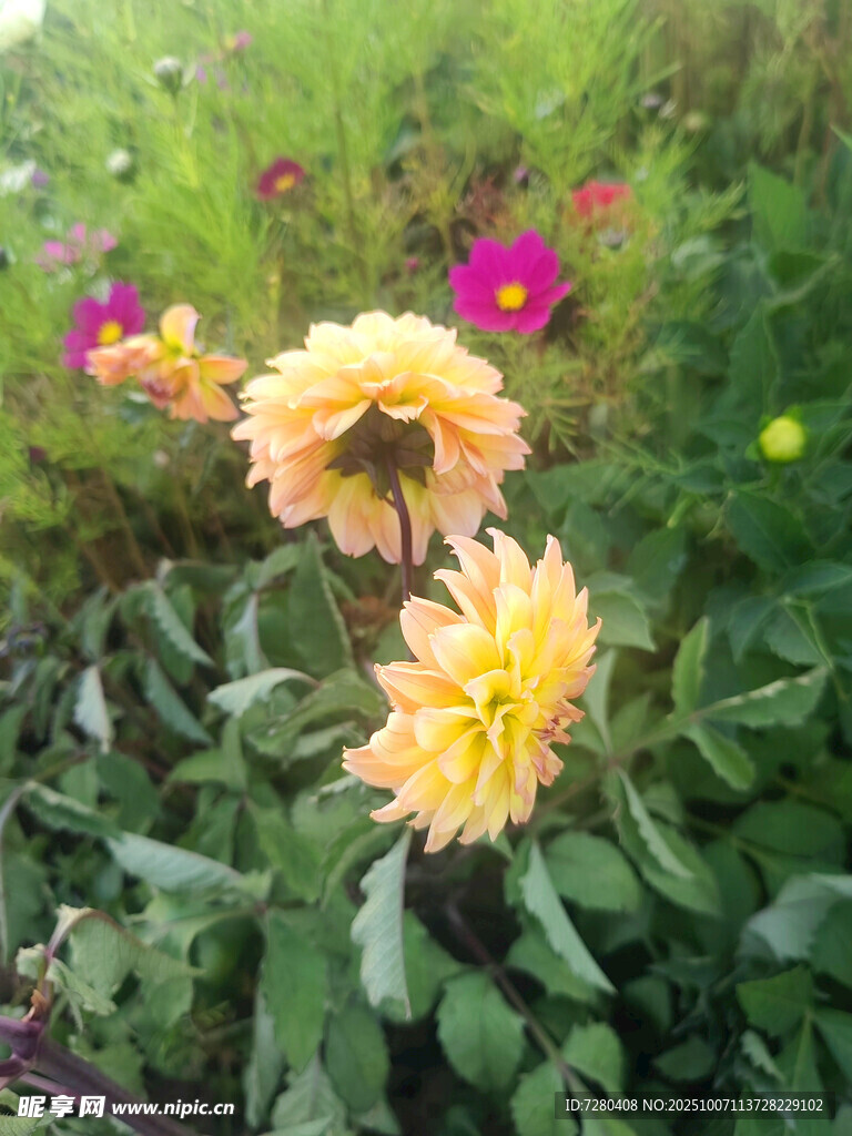 花园中绽放的多彩大丽花