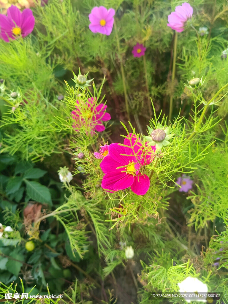 多彩格桑花绽放于绿野