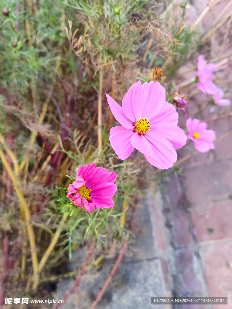 路边绽放的美丽粉色花朵