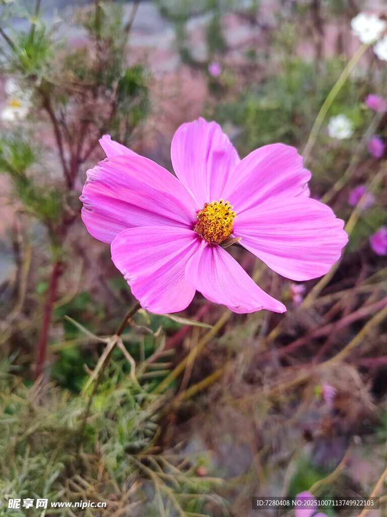 娇艳粉色格桑花特写