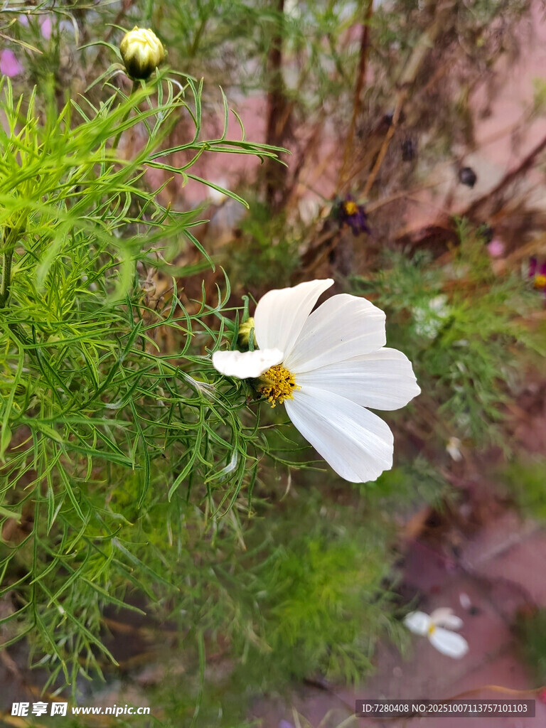 白色小花绽放于绿植间