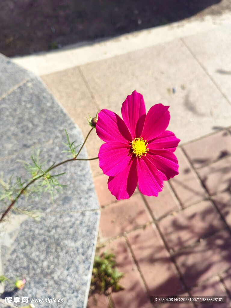 娇艳粉色格桑花特写
