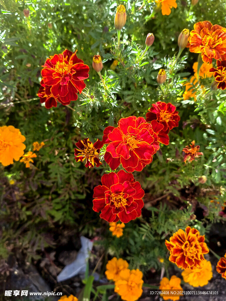 多彩万寿菊绽放花园