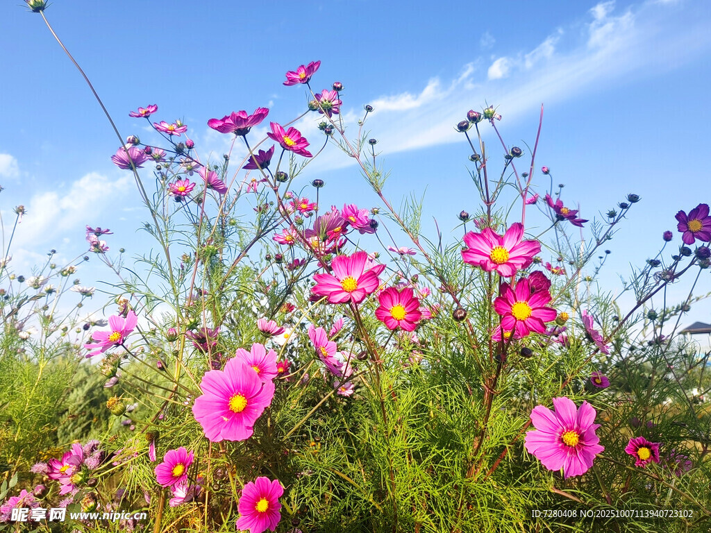 盛放的粉色格桑花美景