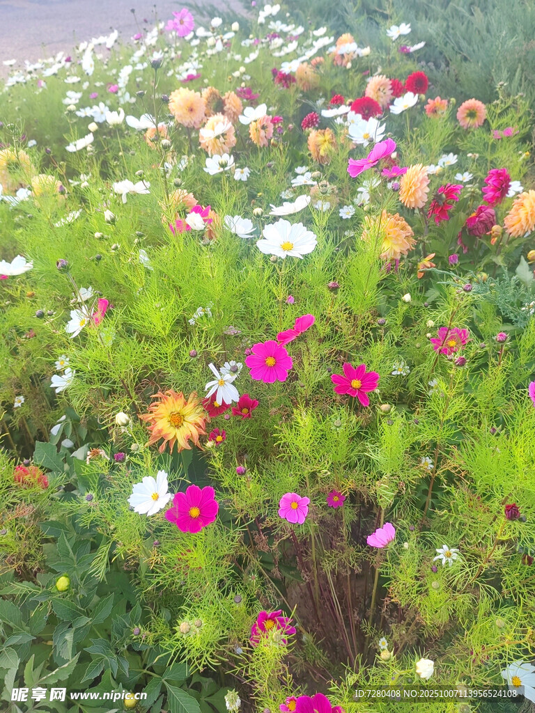 多彩野花绽放的美丽花田