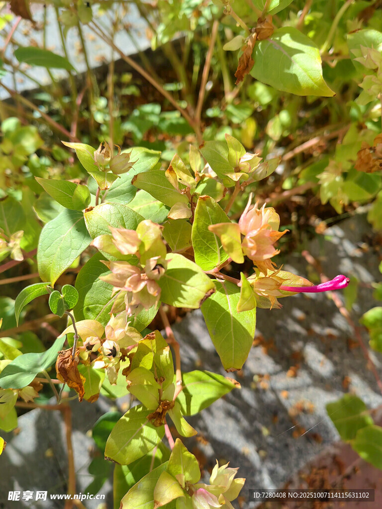 绿叶繁花植物特写