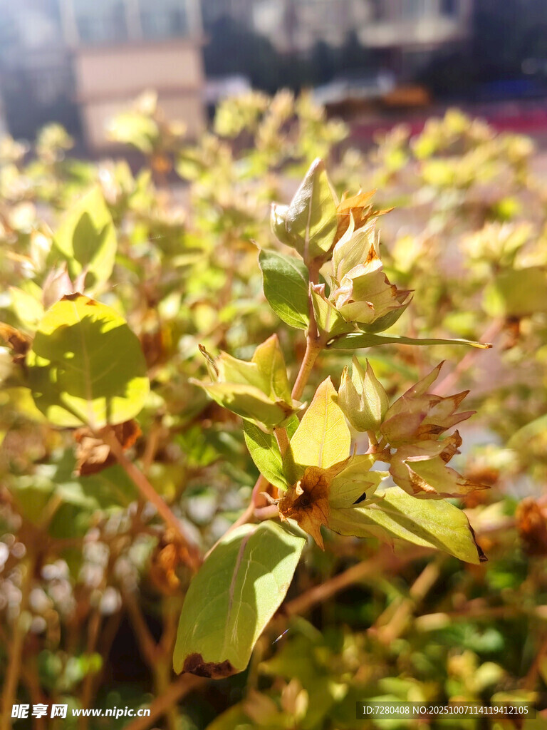 翠绿植物特写生机盎然