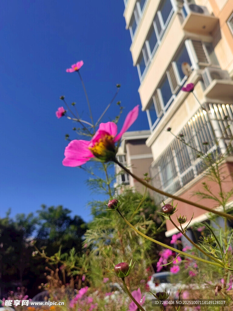 楼前绽放的娇艳粉色花朵